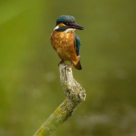 Portrait d'un martin-pêcheur sur Tim van der Bruggen