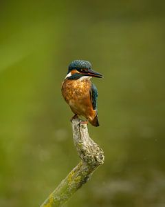 Portrait of a kingfisher