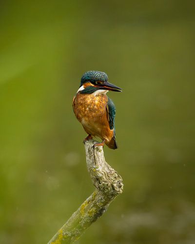 Portrait of a kingfisher by Tim van der Bruggen