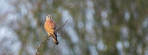 Kestrel