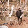 Rendier in Lapland in de herfst | Reisfotografie print | Kilpisjärvi Finland van Kimberley Jekel