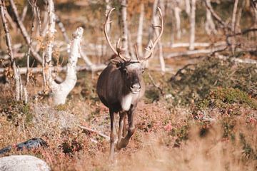 Rentier in Lappland im Herbst | Reisefotografie-Druck | Kilpisjärvi Finnland