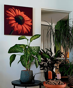 Orange Echinacea in the light: Warm autumn colours