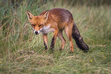 Le renard curieux sur Ralf Linckens