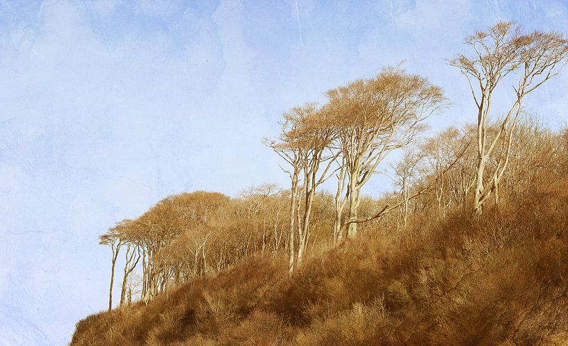 Steilküste Nienhagen von Heike Hultsch