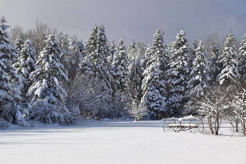 A snowy forest after the storm by Claude Laprise
