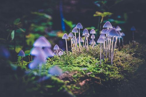 Blue-grey mushrooms between the green moss
