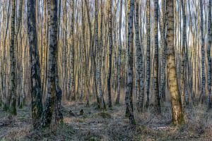 Birkenwald im Herbst.