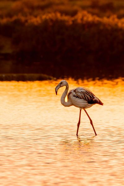 Flamingo tijdens zonsondergang van Femke Ketelaar