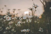 Wilde Margrieten 