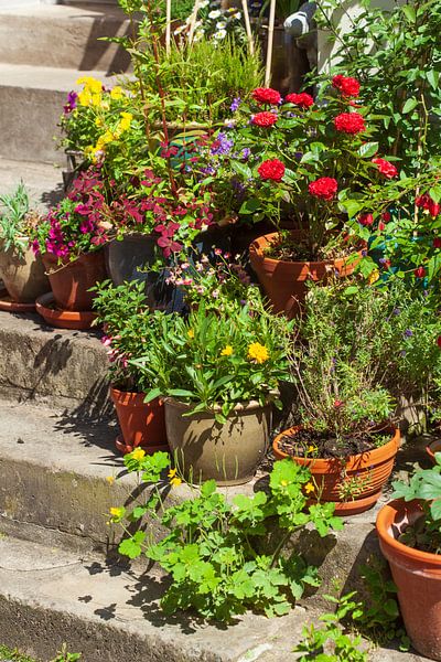 Steps with flower pots by Torsten Krüger