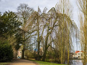 Willows In The Noorderplantsoen by Martijn Wit