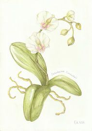 Orchid by Esthers Nature Studio