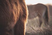 Flank of Scottish Highlander with horse