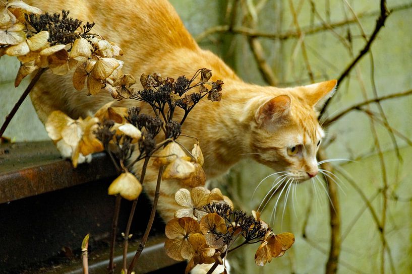 orange cat ready for the attack by wil spijker