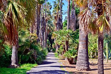 Paradijspalmen in de botanische tuin van Palermo