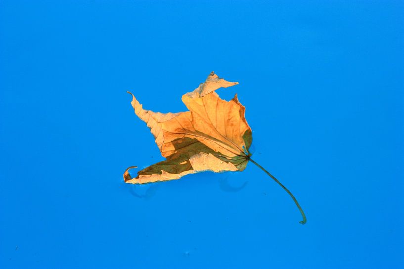 End of summer by True Nature Art