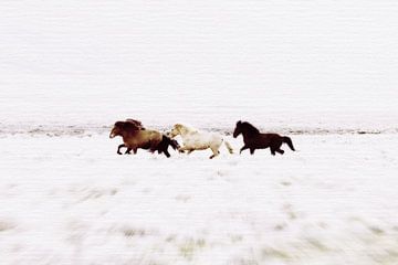 Wilde paarden IJsland van Monika Strigel