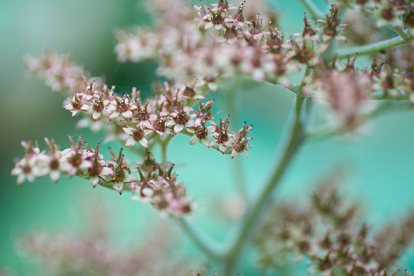 Turquoise world von Cor de Hamer