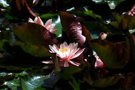 Pittoresque étang aux nénuphars