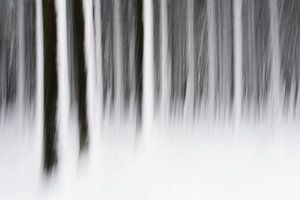 The forest in the snow sur Gonnie van de Schans