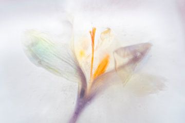 Frozen crocus van Marja Lok