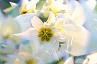 Witte tulpen van Marianna Pobedimova thumbnail