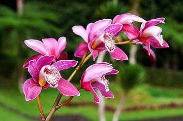 Orchidee fuchsia met wit van Ivonne Fuhren- van de Kerkhof