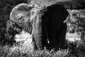 Nahaufnahme eines Elefanten in der Wildnis von Afrika