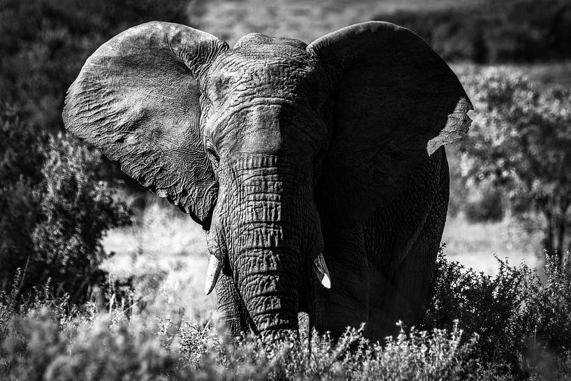 Close-up van een olifant in de natuur van Afrika van Chi