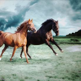 Paarden in de Wei van norbert weijde