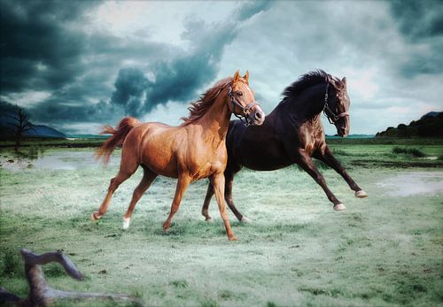 Pferde auf der Wiese