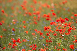 Leuchtend rote Mohnblumen in voller Blüte von Theo Felten
