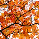 Feuilles d'automne orange vif par Laura-anne Grimbergen Aperçu