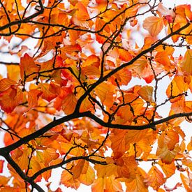 Felgekleurde oranje herfstbladeren van Laura-anne Grimbergen