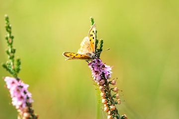 Bruin zandoogje op de hei van Scherp Licht