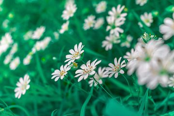 Kippenkruid - Stellaria holostea van Mixed media vector arts