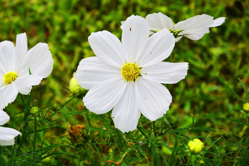 witte bloem von Gerrit Neuteboom