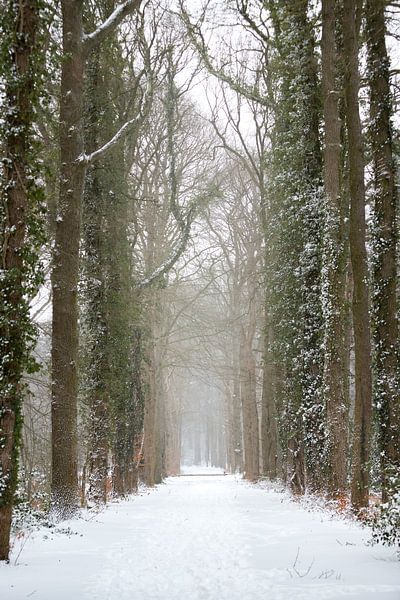 Forest road in a winter landscape covered with snow | fine art photo print by Karijn | Fine art Natuur en Reis Fotografie