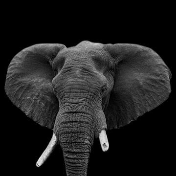 Portrait Elephant in black and white by Beeldpracht by Maaike