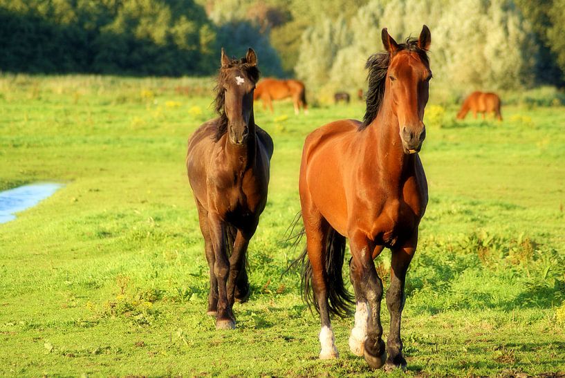 Dieren by Heopics Fotografie