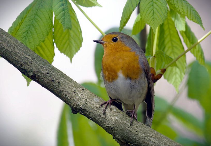 Robins by fb-fotografie
