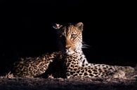 léopard dans la nuit par Felix Sedney Aperçu