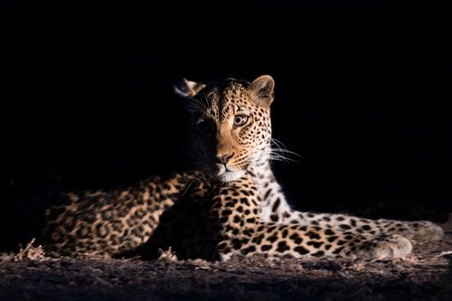 Leopard in der Nacht