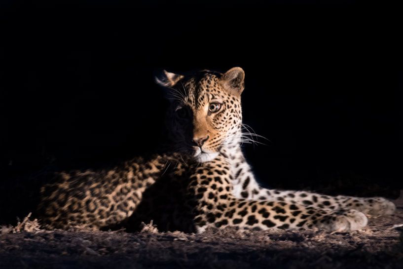 léopard dans la nuit par Felix Sedney