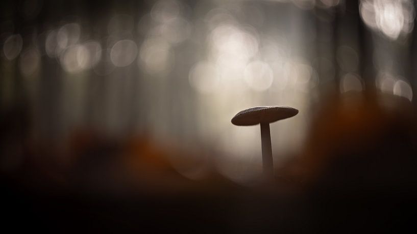 Verträumter Pilz von Gerrit Bikker