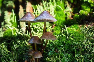 Zicht op paddenstoelen in een holle boom van Andreas Völkel