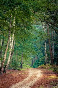 Sentier non pavé à travers une forêt de bouleaux.
