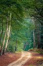 Ungepflasterter Wanderweg durch Birkenwald von Fotografiecor .nl Miniaturansicht