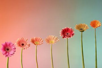 Gerberalijn - Kleurrijke bloemen op een rij van Felix Brönnimann